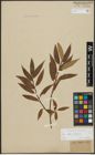 Foto von Salix alba L. x Salix fragilis L.